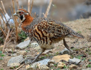 tibetan partridge